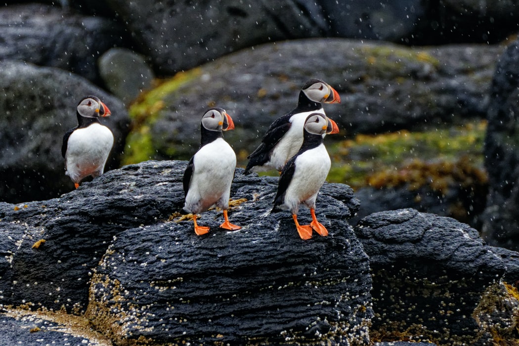 Reykjavík