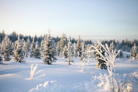 lappföld