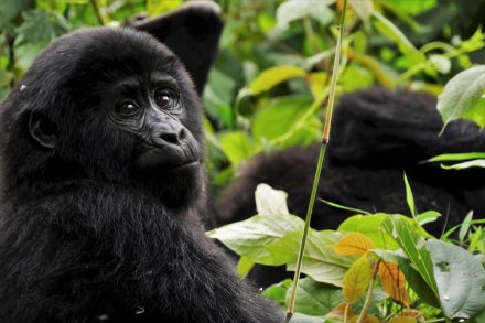 Ugandá